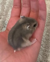 هامستر ونتر وايت مع المستلزمات