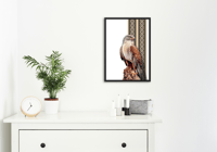 لوحة صقر عربي - ايطار مخفي