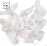 بكج ريش فيذرز أوسترش