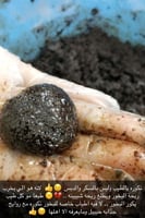 المعمول الملكي