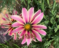 بذور زهرة الجازانيا ألوان متعددة (Gazania)