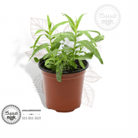 شتلة حبق المدينة.