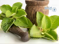 شتلة الشار .