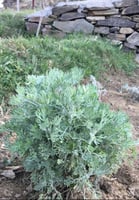 شتلة البعيثران (البرك) .