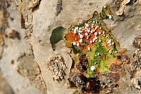 لبان عربي فصوص لامي للعلك والمضغ 100 جرام