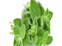 شتلة البردقوش/ الوزَّاب.