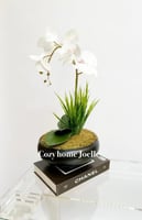 فازة اوركيد