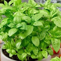 بذور ريحان طعام