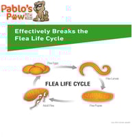 علاج فرونت لاين بلس للبراغيث والقراد للقطط فوق 8 أ...