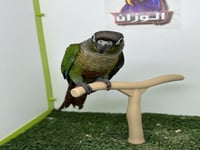 كنيور قرين شيك 247