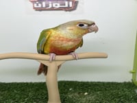 كنيور اناناس رد فاكتور 170