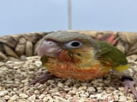 فرخ كنيور اناناس دبل رد فاكتور -156