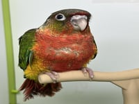 فرخ كنيور يلو سايد دبل رد فاكتور -149