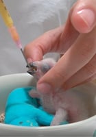 سيتاكوس سريلاك لحديث الفقص من 5 -9 ايام GRANIVOROU...