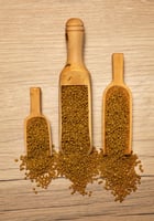 سيتاكوس مينور - PSITTACUS Minor