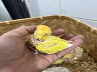 فروخ روز غر