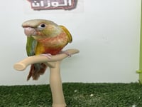 كنيور اناناس رد فاكتور 170