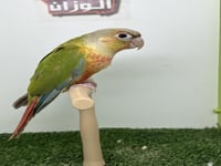 كنيور اناناس رد فاكتور 170