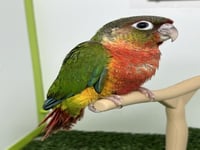 فرخ كنيور يلو سايد دبل رد فاكتور -149