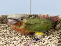 فرخ كنيور اناناس دبل رد فاكتور -156