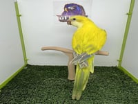 فرخ كويكر قرين كروس اوفر