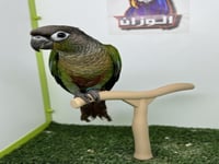 كنيور قرين شيك 247