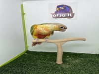 كنيور اناناس رد فاكتور