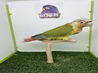 كنيور اناناس رد فاكتور