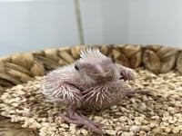 فرخ كروان البينو