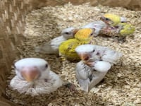 فروخ روز غر