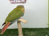 كنيور اناناس رد فاكتور 170