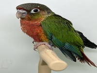 فرخ كنيور يلو سايد دبل رد فاكتور -149