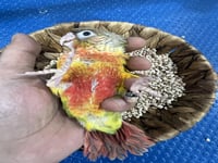 فرخ كنيور اناناس دبل رد فاكتور -153