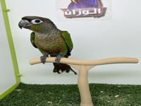 كنيور قرين شيك 247