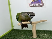 كنيور قرين شيك 247