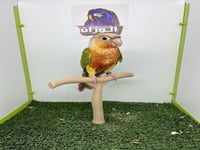 كنيور اناناس دبل رد فاكتور 253