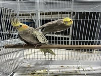 جوز كروان باكستاني