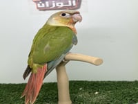 كنيور اناناس رد فاكتور 170