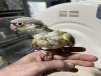 فرخ كنيور تركواز اناناس طفراء