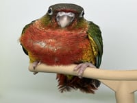 فرخ كنيور يلو سايد دبل رد فاكتور -149