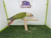 كنيور اناناس رد فاكتور 171