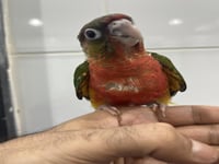 فرخ كنيور يلو سايد دبل رد فاكتور -149