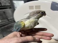 فرخ كنيور تركواز اناناس طفراء