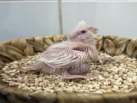 فرخ كروان البينو