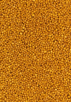 سيتاكوس مينور - PSITTACUS Minor