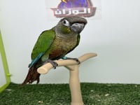 كنيور قرين شيك 247