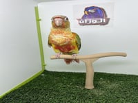 كنيور اناناس رد فاكتور