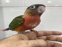 فرخ كنيور يلو سايد دبل رد فاكتور -149