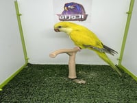 فرخ كويكر قرين كروس اوفر