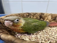 فرخ كنيور اناناس دبل رد فاكتور -153